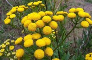 Enem ti Tansy