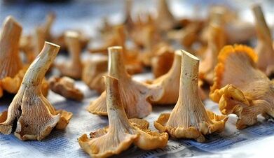 Suung chanterelles pikeun ngaleupaskeun parasit tina awak