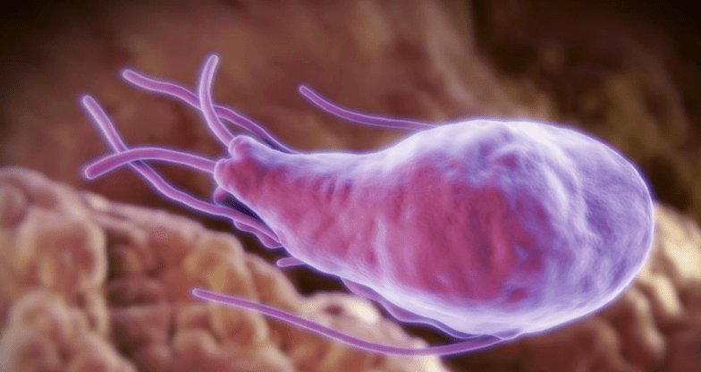 Alveococcus sareng Echinoccocus