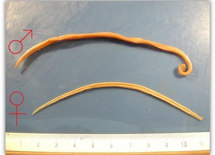 Ukuran roundworms - cacing anu nginféksi saluran pernapasan dewasa